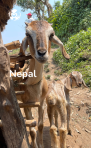 A goat and her kid on a farm in Nepal, with a clear sky in the background and the Global Care Alliance logo above