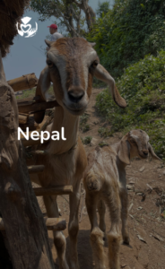 A curious goat and kid in a rural Nepalese setting with the Global Care Alliance logo overhead