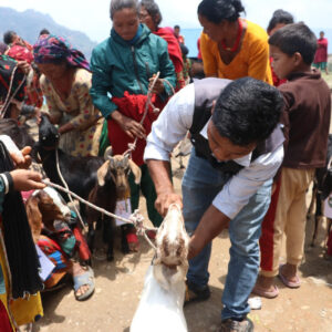 A man in Nepal tending to a goat in a lively outdoor gathering with local women and children watching