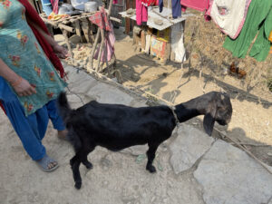 A woman in traditional Nepali attire holding a tethered black goat in a rural setting with hanging clothes and utensils in the background.