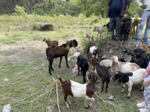 A diverse herd of goats with local Nepali people standing in the background amidst greenery.